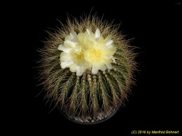 Notocactus claviceps 1251